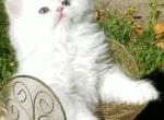 Gorgeous dollface Persian White male - Persian Kitten For Sale - 