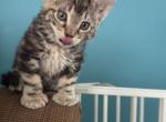 Hex Litter - Highlander Kitten For Sale - Mishawaka, IN, US