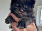 SERAPHINA X PHANTOM - Maine Coon Kitten For Sale - Boerne, TX, US