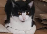 Aramis - Domestic Cat For Sale - Highland Park, NJ, US