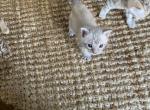 Bengal baby - Bengal Kitten For Sale - Fallbrook, CA, US