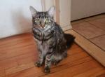 Tammy - Domestic Cat For Adoption - Highland Park, NJ, US