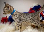 F6 Savannah Boy - Savannah Kitten For Sale - Lakeland, FL, US