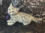 Silver snow and brown Bengal kittens - Bengal Kitten For Sale - 