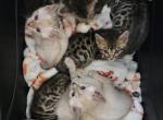 Luna's babies - Bengal Kitten For Sale - Tenino, WA, US