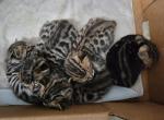 Pippin's babies - Bengal Kitten For Sale - Tenino, WA, US