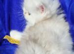 Silver Shaded chinchilla dollface male available - Persian Kitten For Sale - San Jose, CA, US