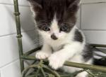 Buddy - American Shorthair Kitten For Sale - Battle Ground, WA, US