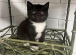 Baby - American Shorthair Kitten For Sale - Battle Ground, WA, US