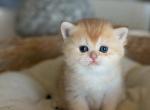 Dexi - British Shorthair Kitten For Sale - Seattle, WA, US