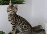 Nikita - Bengal Kitten For Sale - Calimesa, CA, US
