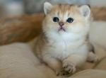 Daisy - British Shorthair Kitten For Sale - 