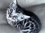 Female Silver Bengal - Bengal Kitten For Sale - 