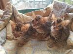 Bailey's litter - Bengal Cat For Sale - Spring Grove, PA, US