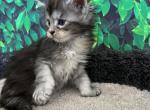 Sweet tortie girl - Maine Coon Kitten For Sale - 