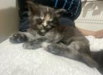 Unique striking mainecoon female - Maine Coon Kitten For Sale - 