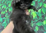 Black smoke girlie - Maine Coon Kitten For Sale - 