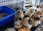 15 Cfa persian kittens for deposit - Persian Kitten For Sale - Woodburn, IN, US