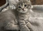 Theo - Scottish Straight Kitten For Sale - Houston, TX, US