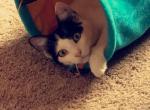 Mason - Domestic Cat For Adoption - 