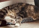Winston - Domestic Cat For Adoption - 