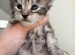 Pixie and Viking classic Tabby - Maine Coon Kitten For Sale - NY, US