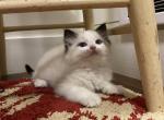 Theona - Ragdoll Kitten For Sale - Bonners Ferry, ID, US