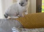 Tessa - Ragdoll Kitten For Sale - Bonners Ferry, ID, US