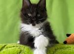 Zinovy - Maine Coon Kitten For Sale - Houston, TX, US