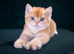 Dandy - British Shorthair Kitten For Sale - Boston, MA, US