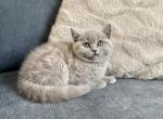 Bonnie - British Shorthair Kitten For Sale - Woodland Park, CO, US