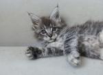 Geneva - Maine Coon Kitten For Sale - Gurnee, IL, US