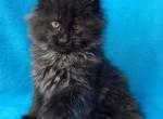 Ussi - Maine Coon Kitten For Sale - Gurnee, IL, US
