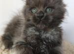 Hanna - Maine Coon Kitten For Sale - Gurnee, IL, US