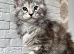 Xandra - Maine Coon Kitten For Sale - Gurnee, IL, US