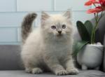 Xoel of RomanovCats - Siberian Kitten For Sale - Ashburn, VA, US