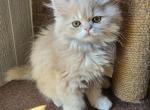 Inky - Himalayan Kitten For Sale - Dallas, TX, US