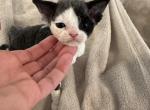 Black bicolor green eyes female - Devon Rex Kitten For Sale - Brooksville, FL, US