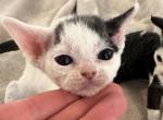 Odd eyed Black harlequin female - Devon Rex Kitten For Sale - Brooksville, FL, US