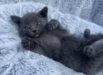 Bella - Russian Blue Kitten For Sale - Battle Ground, WA, US