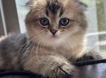 Mia - Scottish Fold Kitten For Sale - Orlando, FL, US