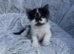 Precious - American Shorthair Kitten For Sale - Battle Ground, WA, US