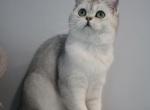 Scottish silver shaded straight girl - Scottish Straight Kitten For Sale - Minneapolis, MN, US