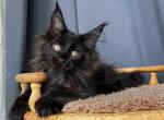 Chili Pepper Polydactyl - Maine Coon Kitten For Sale - Miami, FL, US