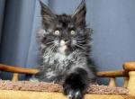 Milky Way - Maine Coon Kitten For Sale - Miami, FL, US