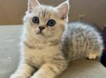 Lilia - Scottish Straight Kitten For Sale - Philadelphia, PA, US