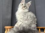 Xenon - Maine Coon Kitten For Sale - 