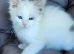 Bella - Ragdoll Kitten For Sale - Seattle, WA, US