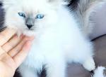 Ragdoll kitten - Ragdoll Kitten For Sale - Seattle, WA, US