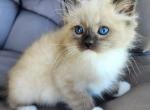 Seal point mitted Female and males - Ragdoll Kitten For Sale - Seattle, WA, US